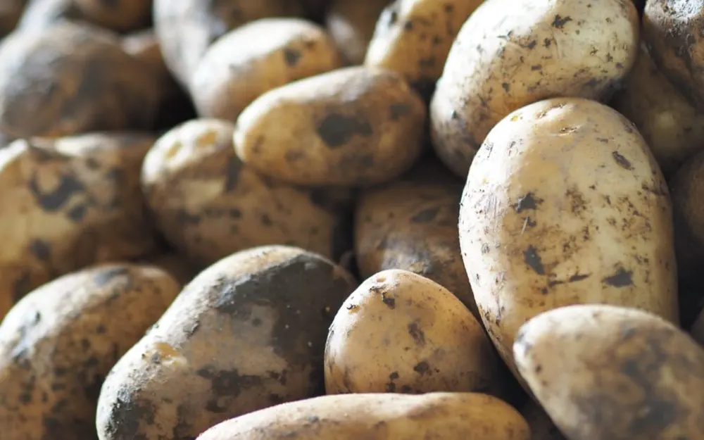 Fresh potatoes from our own fields