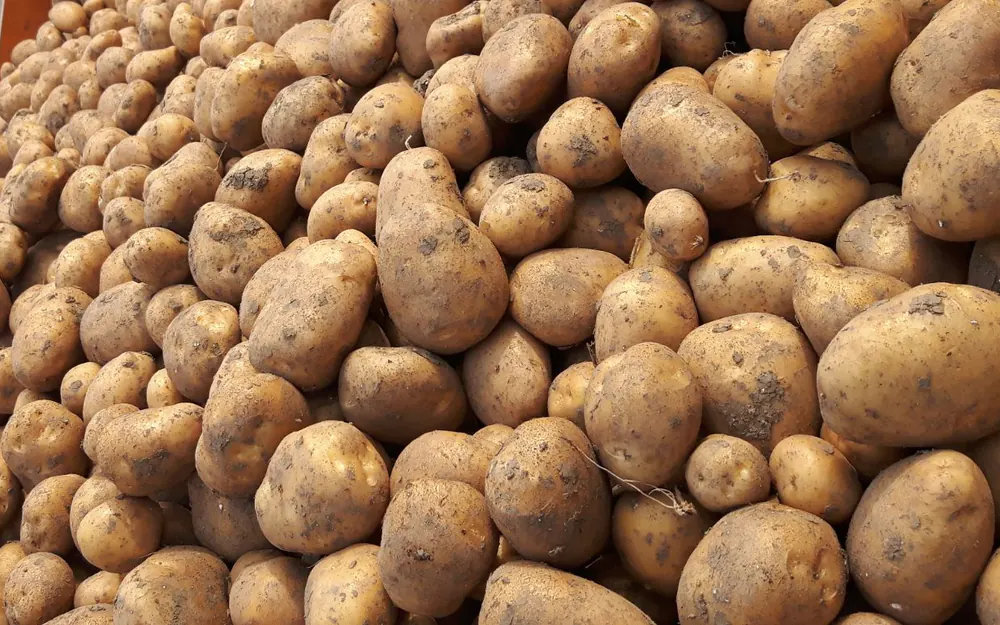 A heap of fresh Frieslander potatoes