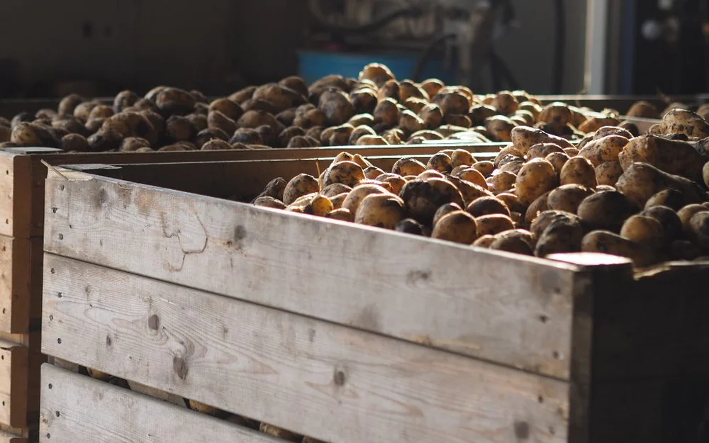 Kisten met eigen aardappelen in de bewaarschuur