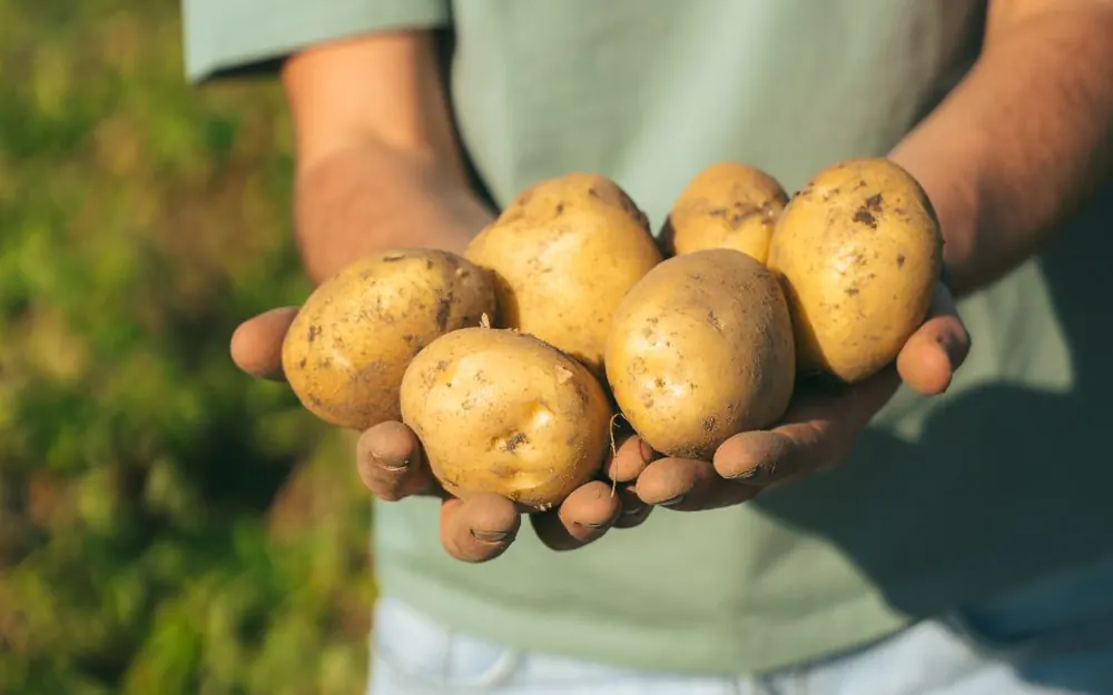 Handen vol verse aardappelen
