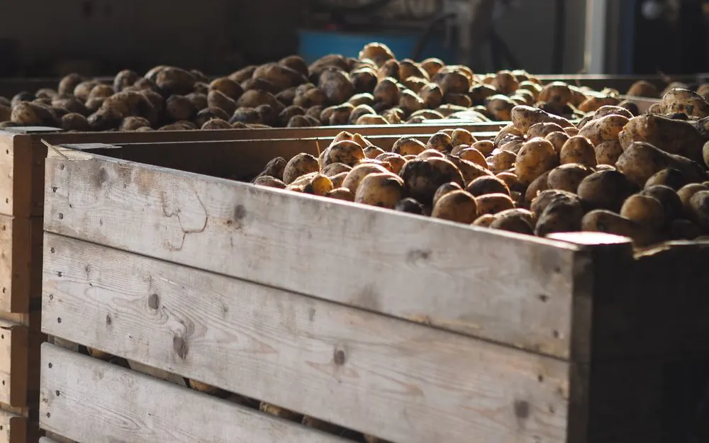 Crate of washed Agria potatoes