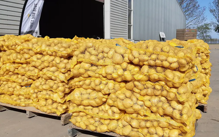 Gewaschene Agria Kartoffeln in Säcken auf Paletten