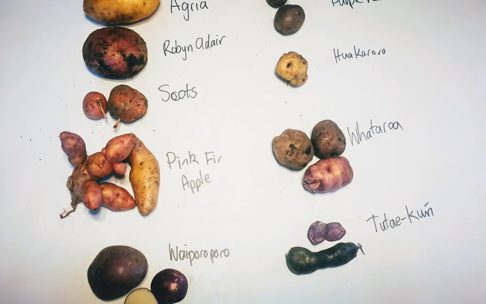 Verschiedene Kartoffelsorten nebeneinander