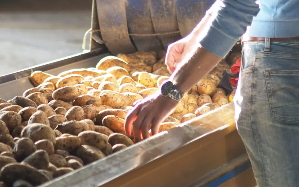 Aardappelen sorteren op de boerderij