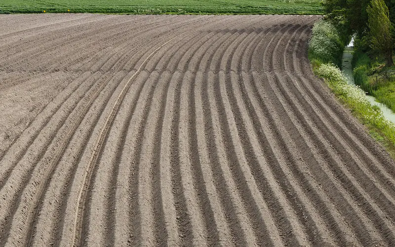 Ruggen van een aardappelveld