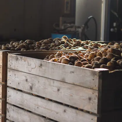 Crate of washed Agria potatoes