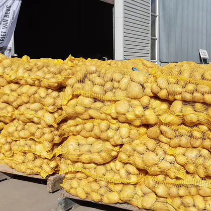 Washed Agria on pallets